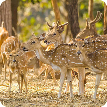 DEER PARK