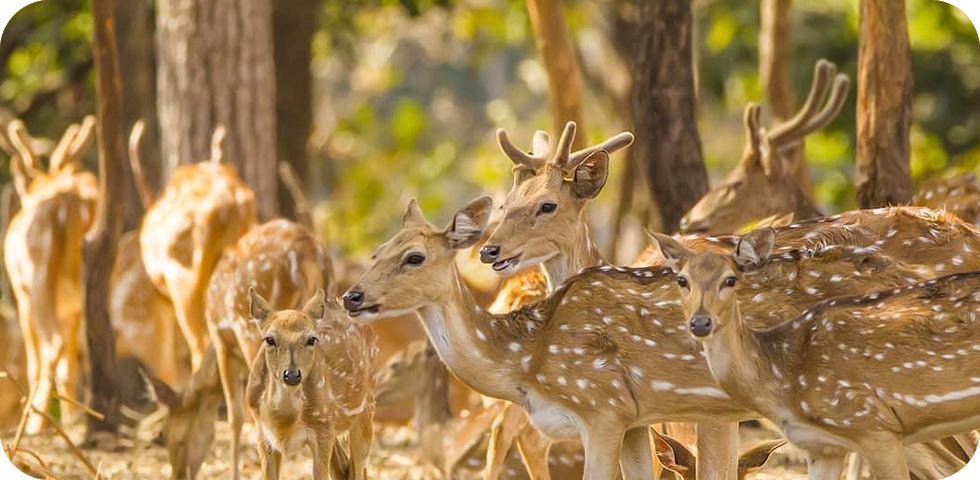 DEER PARK