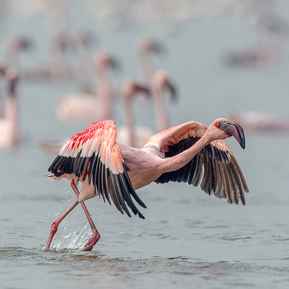 Thane-Creek-Flamingo-Sanctuary_Aseem_Kothiala2-copy_ozyqxh 1